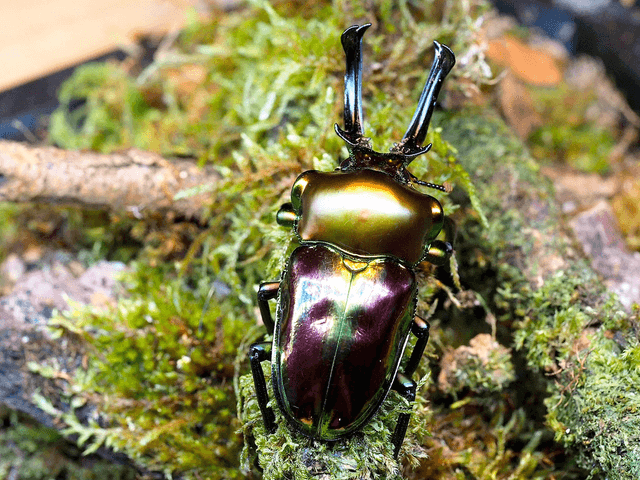 Phalacrognathus muelleri