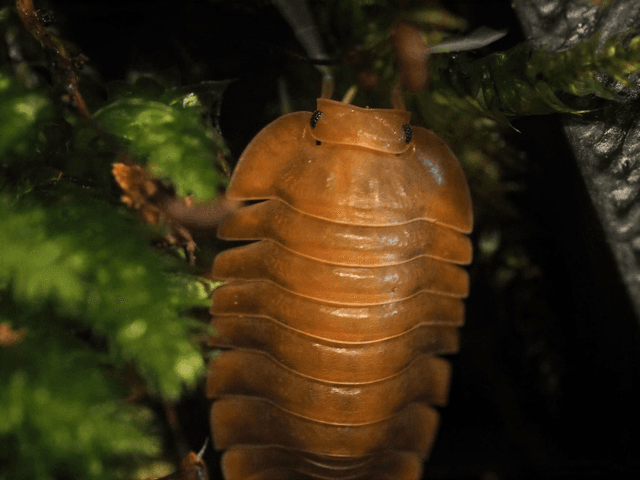 Troglodillo sp. « Sunset »