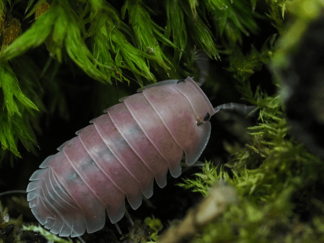 Cubaris sp. « Cherry blossom »