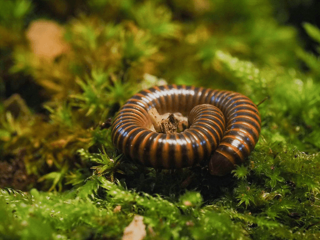Leptogoniulus sorornus