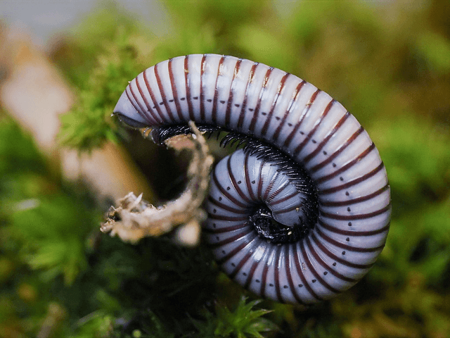 Ommatoiulus rutilans « Silver »