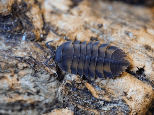 Ardentiella sp. « Volcano »