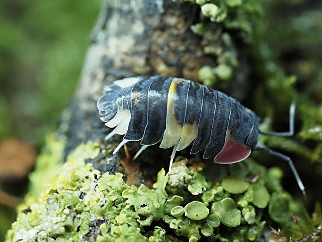 Ardentiella sp. « Quadcolor »