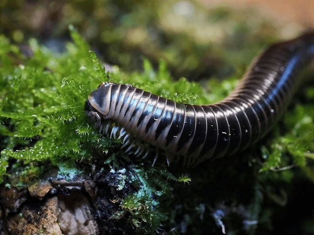 Chicobolus spinigerus