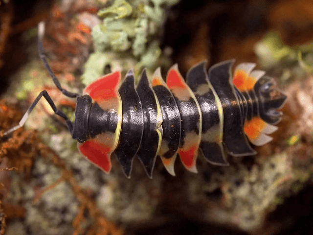 Ardentiella sp. « Pastel »