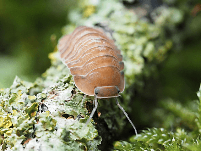 Caribodillo martinicensis