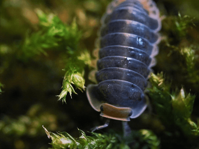 Cubaris sp. « Pak Chong »
