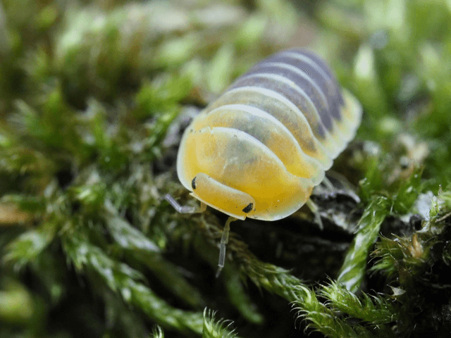 Cubaris sp. « Jupiter »