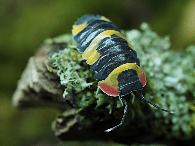 Ardentiella sp. « Tricolor »