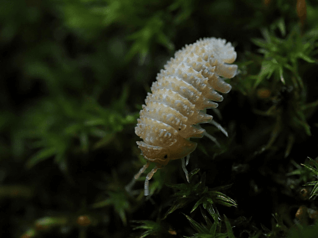 Cristarmadillidium muricatum