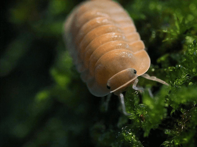 Cubaris sp. « Orange freezy »
