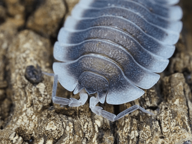 Porcellio werneri