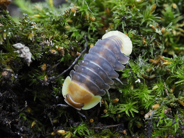 Cubaris sp. « Rubber ducky »
