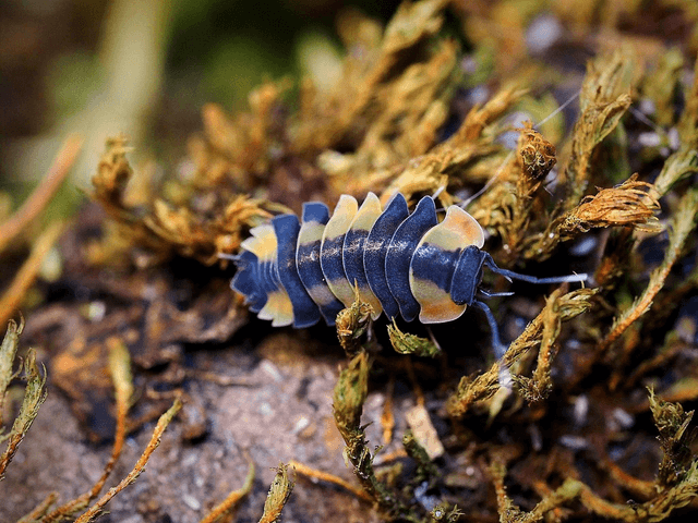 Ardentiella sp. « Yellow phoenix »