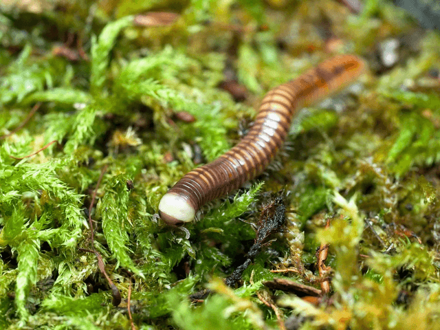 Coxobolellus cf. albiceps