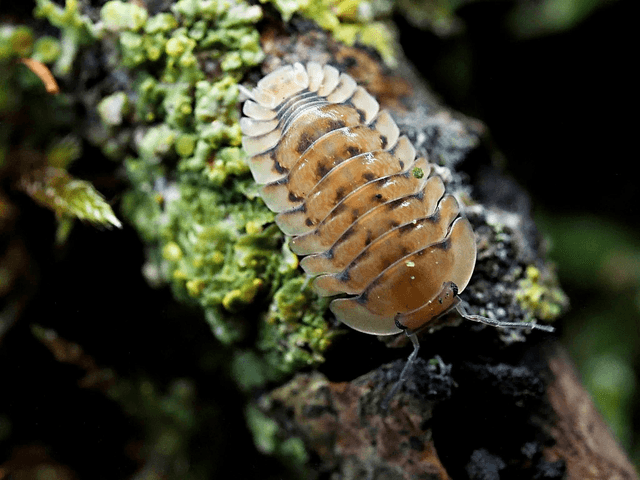 Cubaris sp. « Honeymoon tiger »