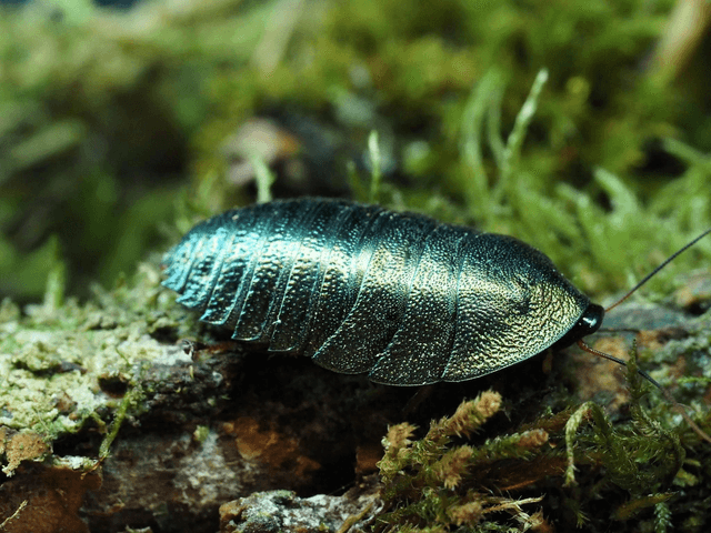 Pseudoglomeris magnifica