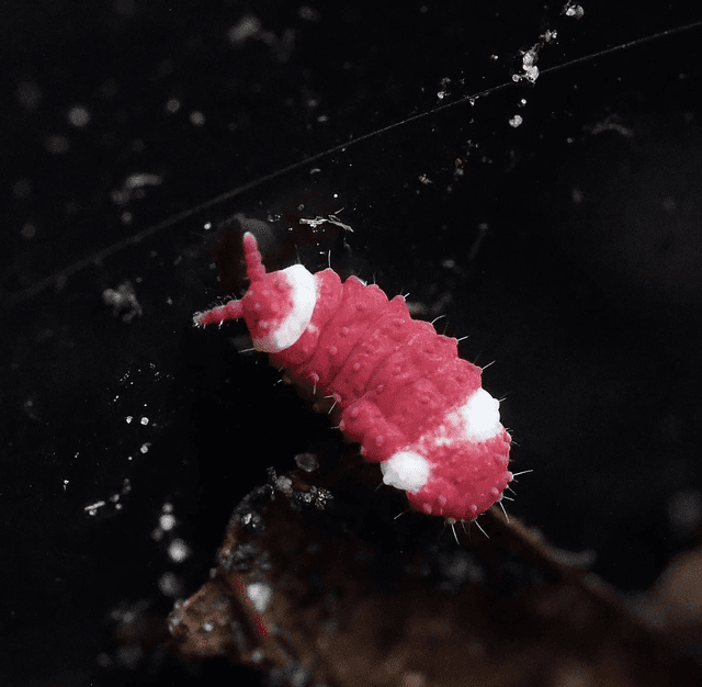 Neanuridae sp. « Santa Claus »