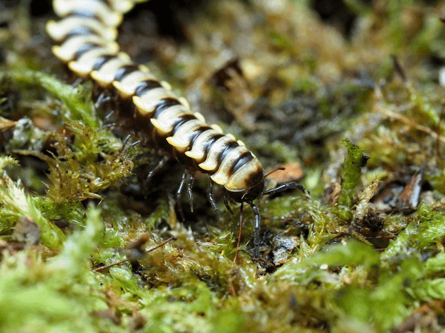 Orthomorpha subkarschi