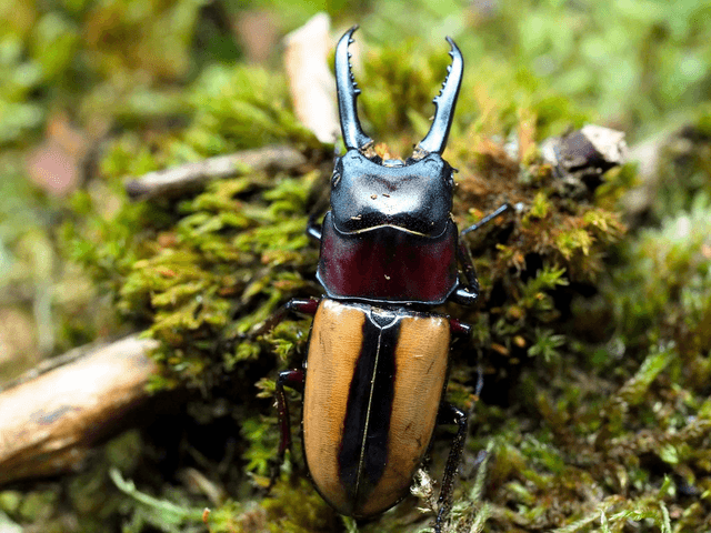 Prosopocoilus fruhstorferi fruhstorferi