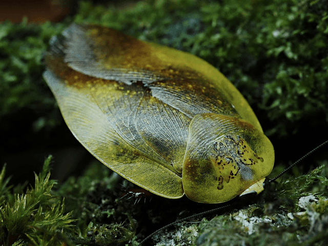 Gyna lurida « Yellow »