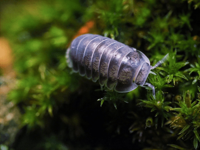 Cubaris sp. « White side »