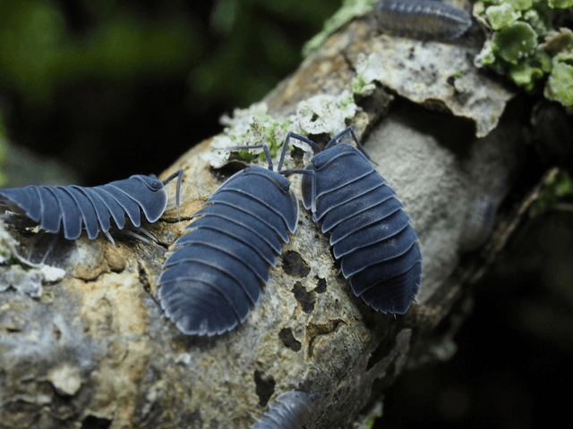Ardentiella sp. « Black hole »