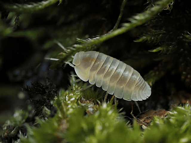 Cubaris sp. « Blind saturn »