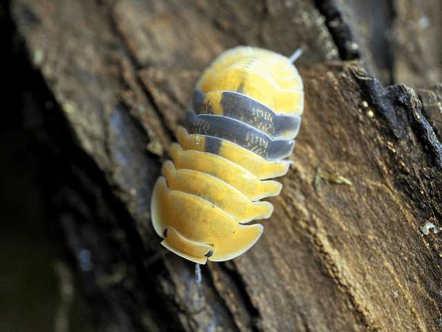 Cubaris sp. « Amber ducky »