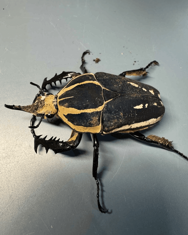 Mecynorrhina torquata ugandensis