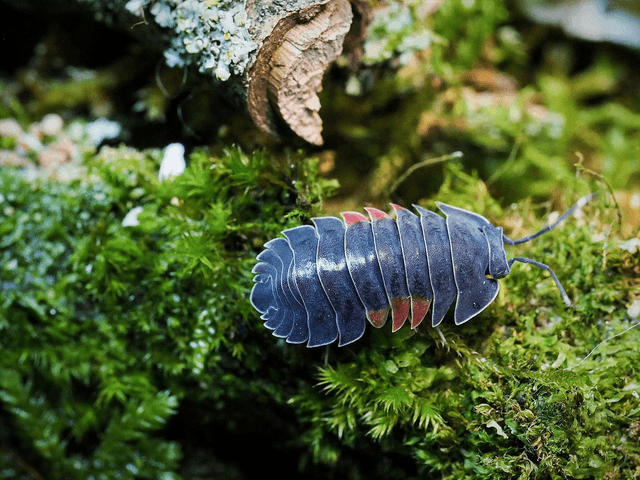 Ardentiella sp. « Lava »