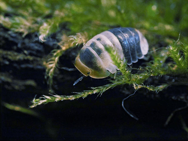Cubaris sp. « White shark »