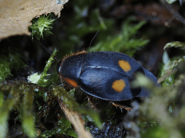 Euthyrrhapha pacifica