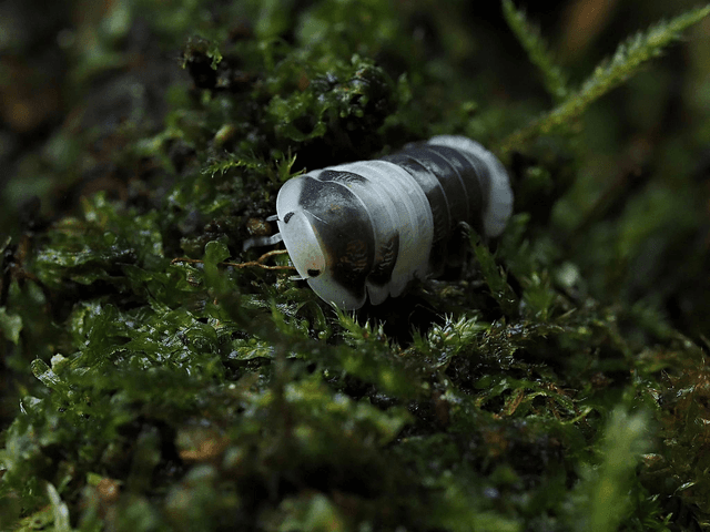 Cubaris sp. « Cappu cream »
