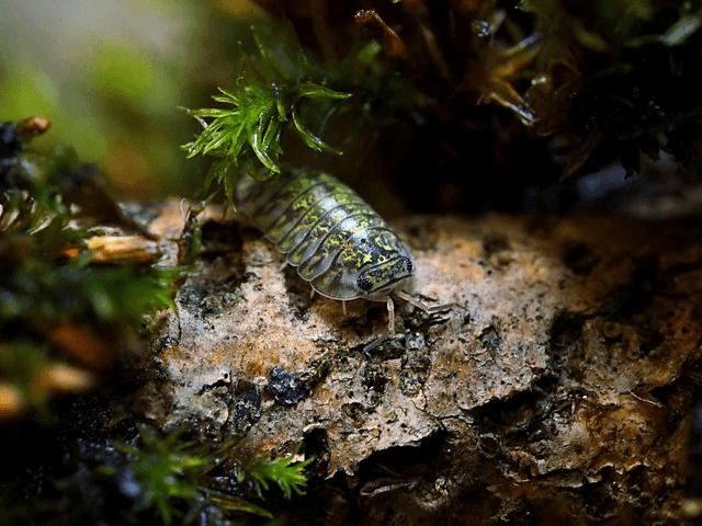 Troglodillo sp. « Green oyster »
