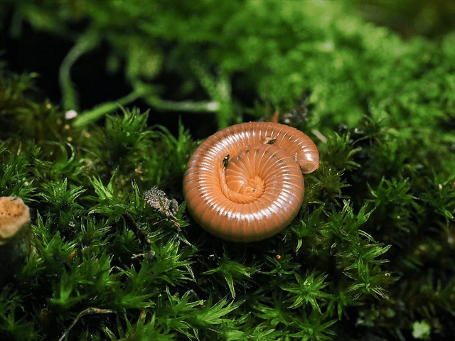 Trigoniulus corallinus