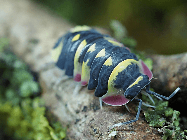 Ardentiella sp. « Yellow arrow »