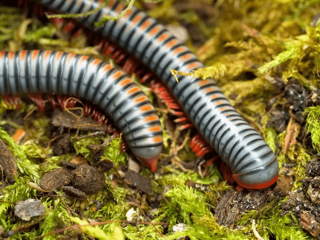 Atopochetus dollfusi