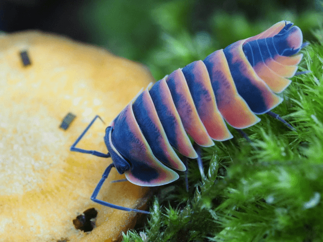 Ardentiella sp. « Ember bee »