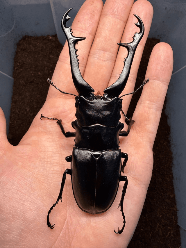 Prosopocoilus giraffa keisukei