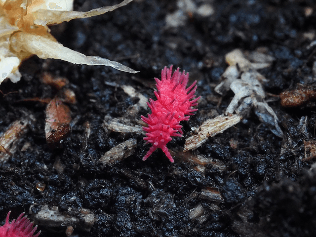 Rambutanura sp. « Thai red spiky »