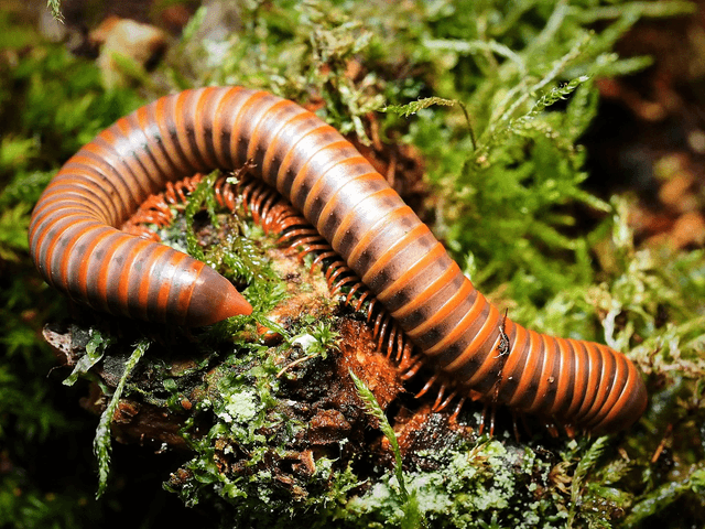 Atopochetus spinimargo « Red satun »
