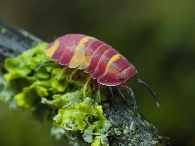Ardentiella sp. « Scarlet »