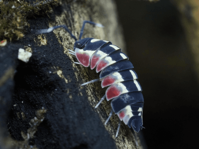 Ardentiella sp. « Red diablo »