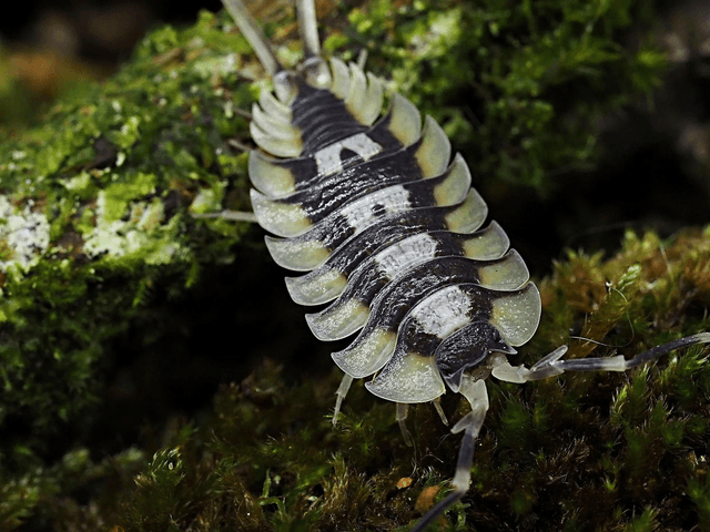 Porcellio expansus « La Senia »