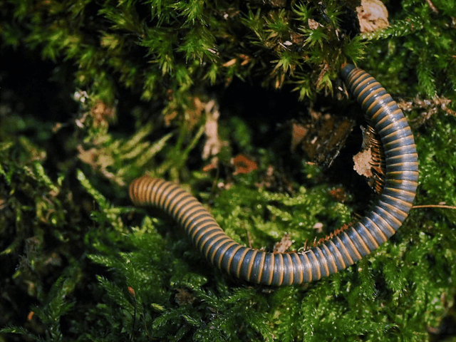Benoitolus sp. « khao Sok »