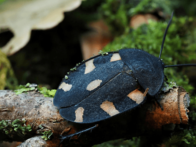 Therea bernhardti
