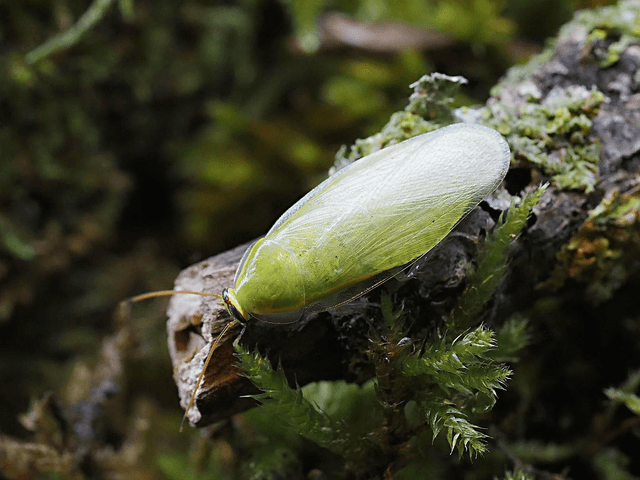 Panchlora nivea