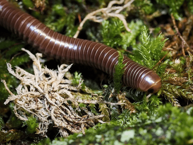 Rhinocricus sp.