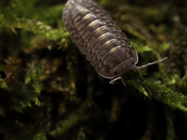 Cubaris sp. « Platin tung song »